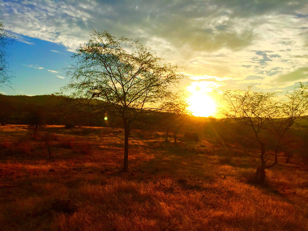 sunrise at ranthambore fort: pure magic