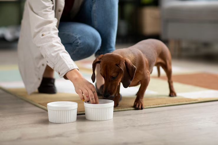 why collagen supplement is important for your pet’s body?