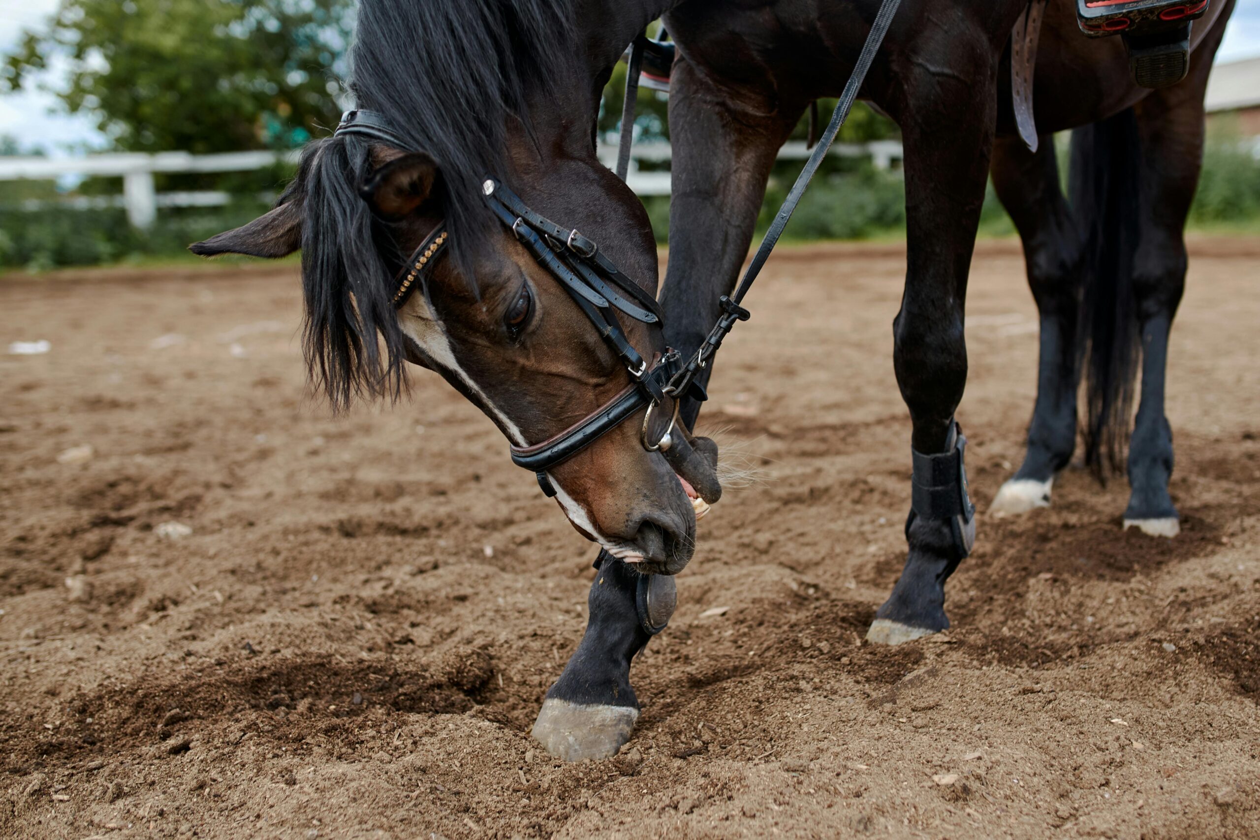 how joint health affects a horse’s hoof quality and balance