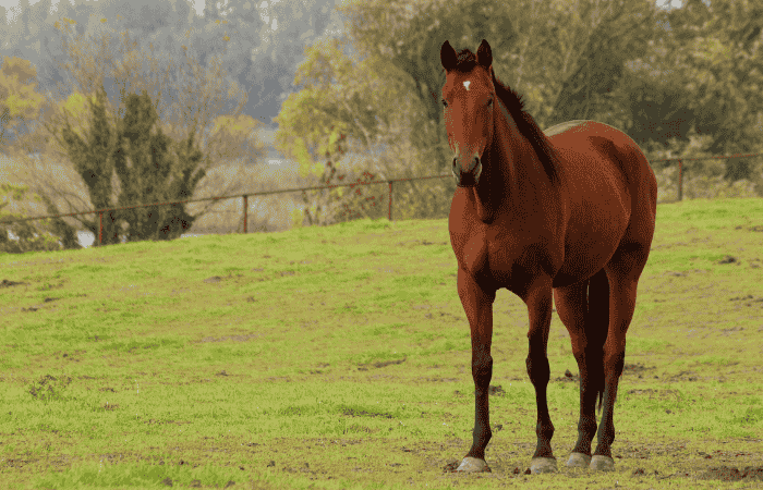 do splints affect long-term joint health in horses?