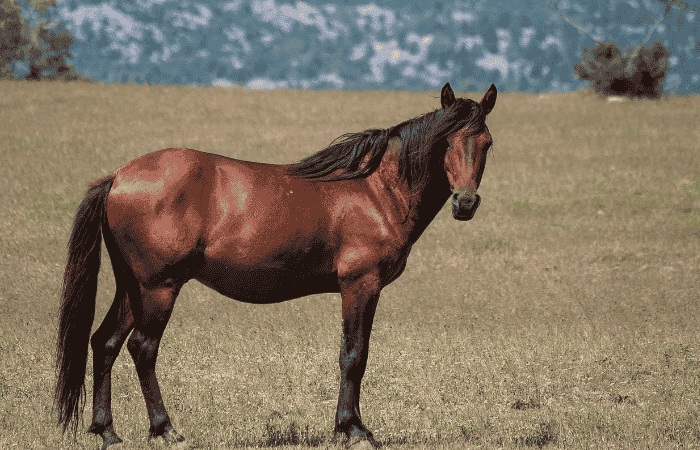 senior horse care: how the right supplement can help prevent foundering
