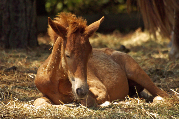 how to support your horse’s comfort and mobility with navicular changes