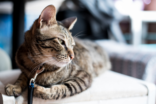 the role of play areas in encouraging social skills in children